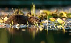 Beavers to be released in south-west England in bid to boost biodiversity