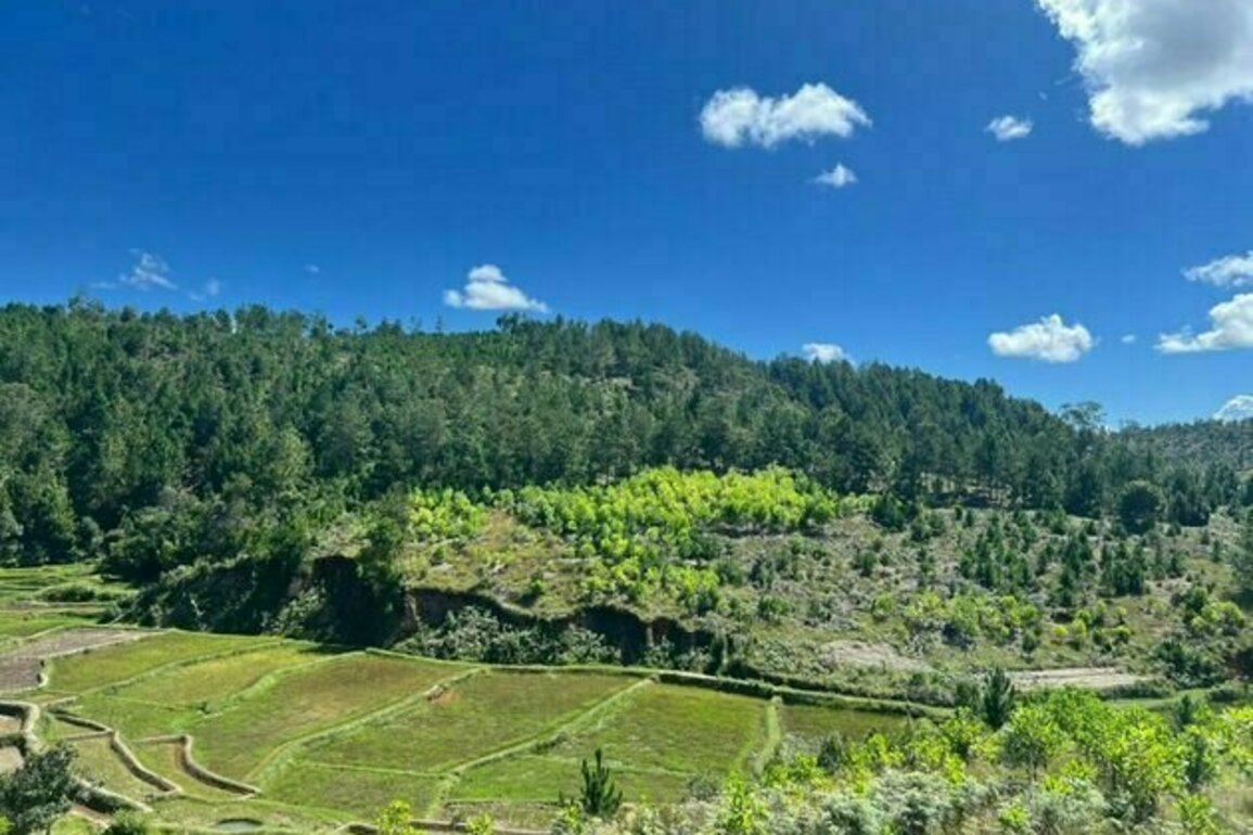Madagascar : le marche de compensation carbone en pleine emergence
