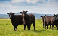 Aberdeen Angus Society 'turmoil' as president resigns