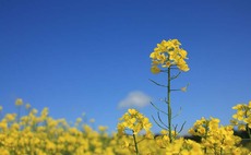 EU climbdown averts UK biofuel disruption