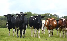 Breeding and calves: Return on investment through genomics