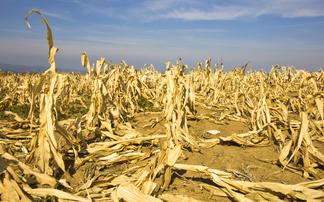 UN: Extreme heat presenting growing threat to agrifood systems
