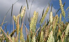 Cereals 2023: Boosting nitrogen use efficiency with biostimulants