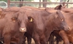 Victorian farmer gives his two cents on beef industry