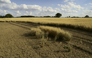 Experts warn UK crop harvest 'on a knife edge' after driest spring in 50 years