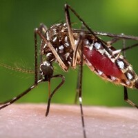 Pak: Hospital data shows 103 mosquito-borne deaths in Sindh in 2025
