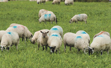 Farmer shoots four 'roaming' dogs in Scotland after sheep attacks