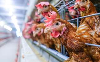 Colony cages to be banned as Defra unveils animal welfare shake-up