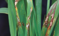 'No benefit' to marginal sprays where rhynchosporium risk is low in spring crops