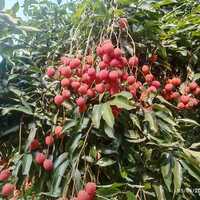 APEDA facilitates first export of GI-tagged Tezpur Litchi from Assam to Dubai