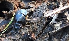  The humble dung beetle is pat of a $23 million research project. Image courtesy MLA