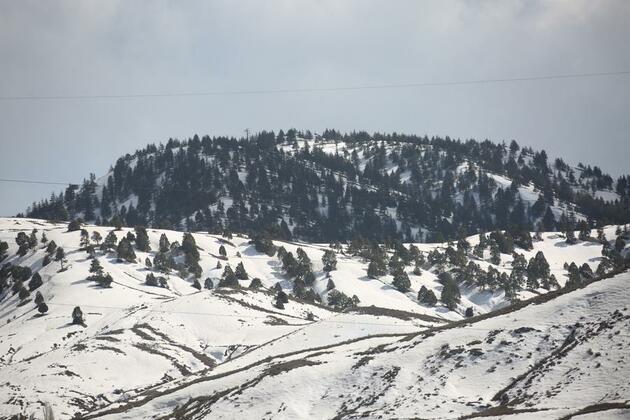 Forestry fuels income, conservation in Afghanistan