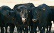 Cattle-finishing and cropping enterprise goes into administration.