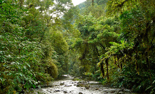  Floresta em Rio Acima (MG)