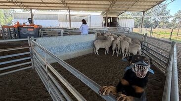 This month’s Research Report is on sheep auto drafters.