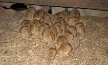  Mice could be an issue in the Grain Belt in WA this autumn. Picture courtesy DPIRD.