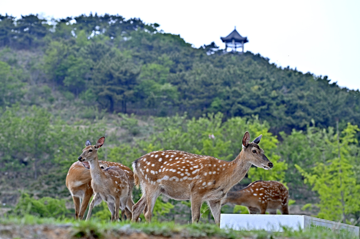 (EcoChina)CHINA-LIAONING-DALIAN-WILD SIKA DEER (CN)