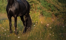 Black Horse racing into modern Victorian gold rush 