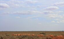 Consolidated Pastoral Company (CPC) recently snapped up its second sheep station on the Nullarbor Plain. 