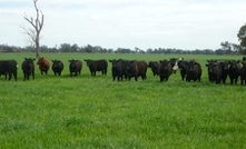 Securing supplies of pasture-fed beef