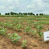 Ghana's first genetically modified crop: why we created a new cowpea variety, how we tested it and what we found