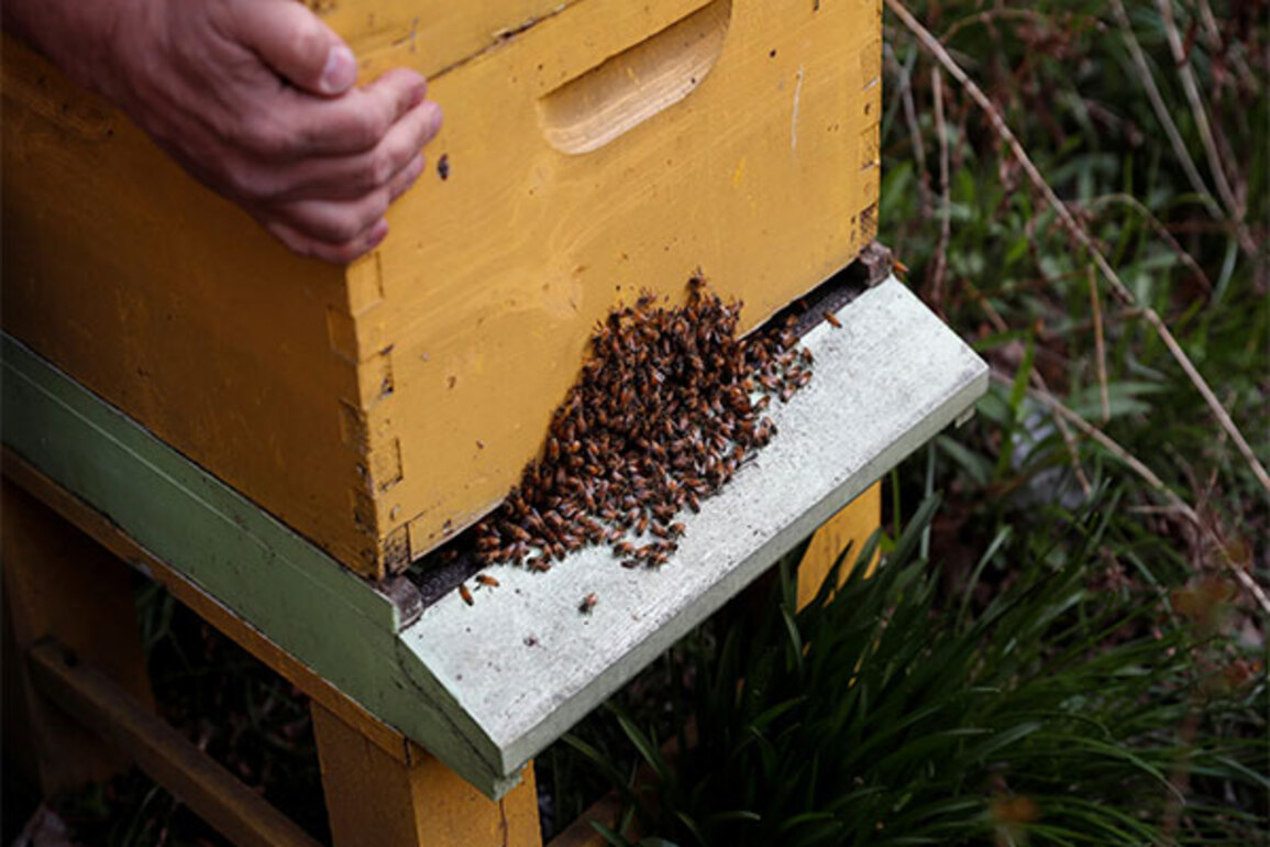 French President Emmanuel Macron signs law banning bee-killing pesticide after mass petition