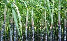New raw cane sugar ATQ brings further unwelcome uncertainty to homegrown sugar beet growers says NFU Sugar
