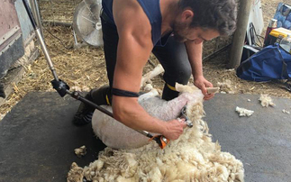 Sheep shearing visas extended for additional year