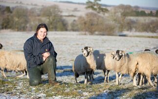 Young farmer makes her mark with North of England Mules 