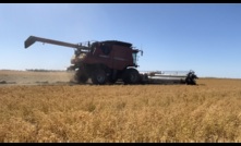  Grain Innovation Park's lentil breeding program will be improved. Image Mark Saunders.