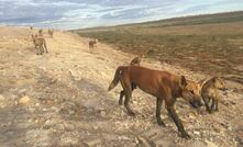 East Pilbara dingo family.