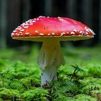 Most plant-friendly fungi are a mystery to scientists