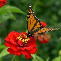 Today more than ever, biodiversity needs single-species conservation