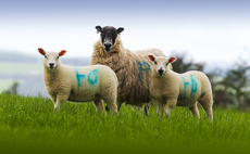 Sheep special: Charollais rams integral to economic efficiency in Scottish system