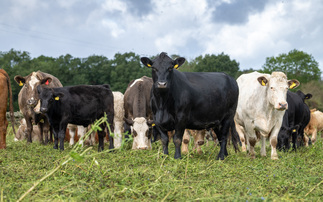 Back to basics: What is bluetongue? 