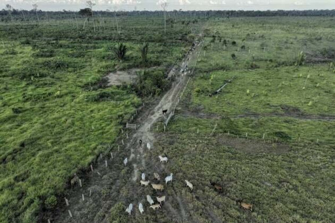 EU: Protect Integrity of Anti-Deforestation Law