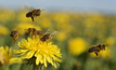 Dwindling bee numbers a real threat
