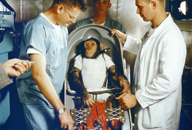 Apes, robots and men: the life and death of the first space chimp