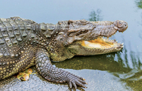 Pregnant woman eaten by crocodile in Namayingo