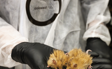 'Watershed moment': US firm creates 'woolly mice' with mammoth traits