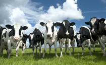 Integrated approach is key for high-yielding dairy herds, meetings hear 