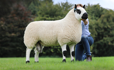 Woodhouse flock leads Ludlow Kerry Hill sale at 5,500gns