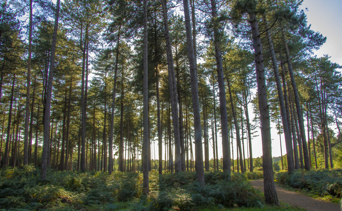 AstraZeneca's Thetford reforestation project in the UK | Credit: AstraZeneca
