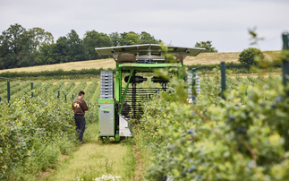 Producer launches 2026 blueberry season with biggest crop yet