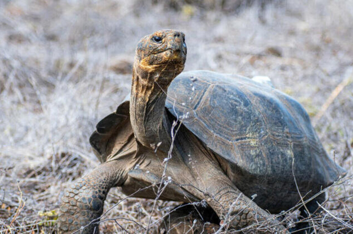 Giant tortoises make a comeback on Galapagos island