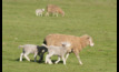  Re-designed sheep producer survey offers benchmarking