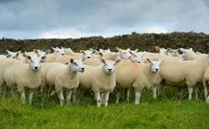 Sheep meat production increases