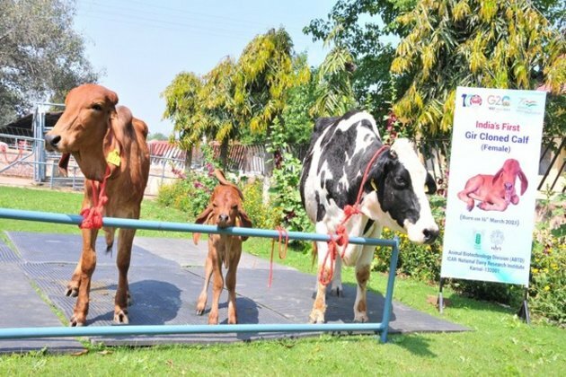 India's first cloned desi Gir female calf Ganga produced at NDRI, Karnal