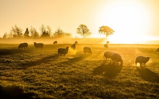 Farm Health: Government need to 'step up and take ownership' of how agricultural policy impacts mental health