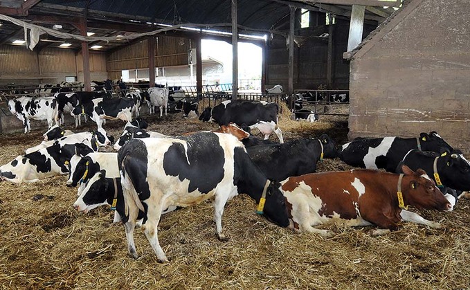 DAIRY SPECIAL: The four Fs of dry cow management